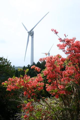 青山高原のつつじ