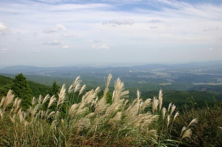 青山高原のすすき