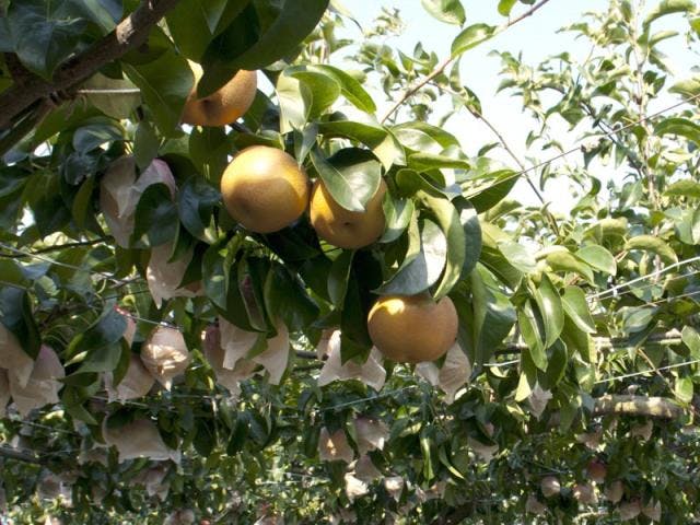 久居観光梨狩り