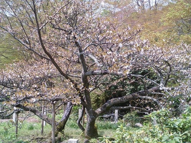 長徳寺の龍王桜