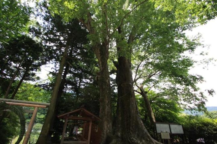 国津神社の大ケヤキ