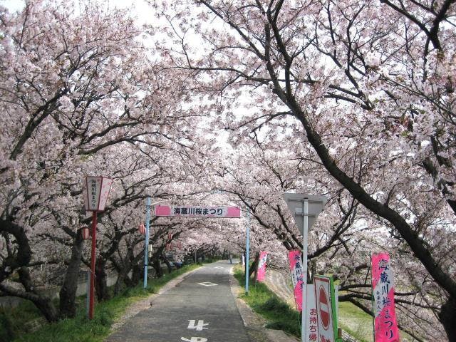 海蔵川の桜並木