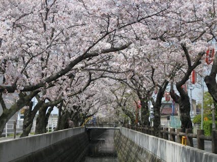 海蔵川の桜並木 アソビュー