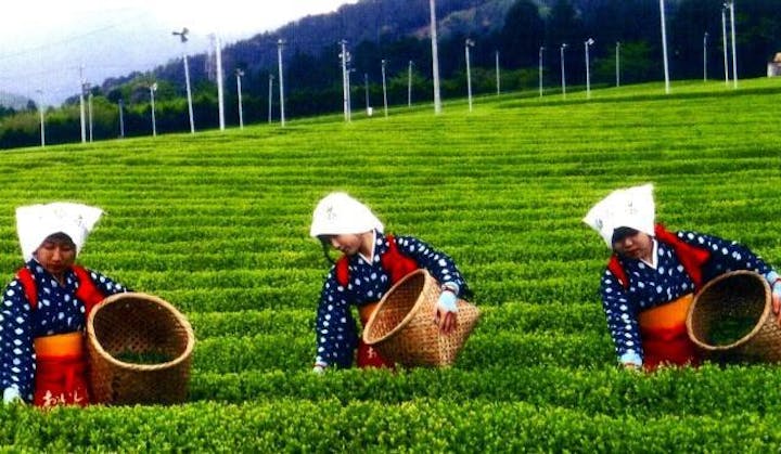 水沢新茶まつり