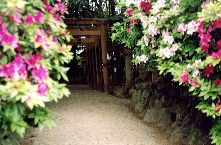 磯神社のツツジ