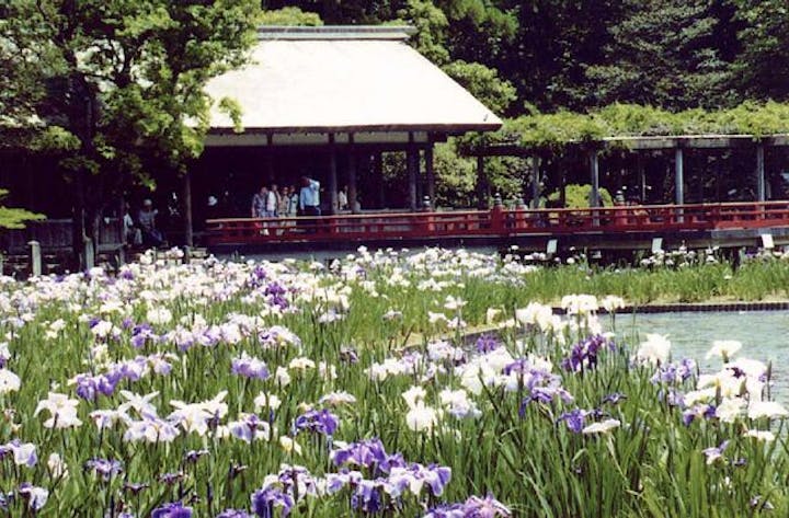 外宮勾玉池の花菖蒲