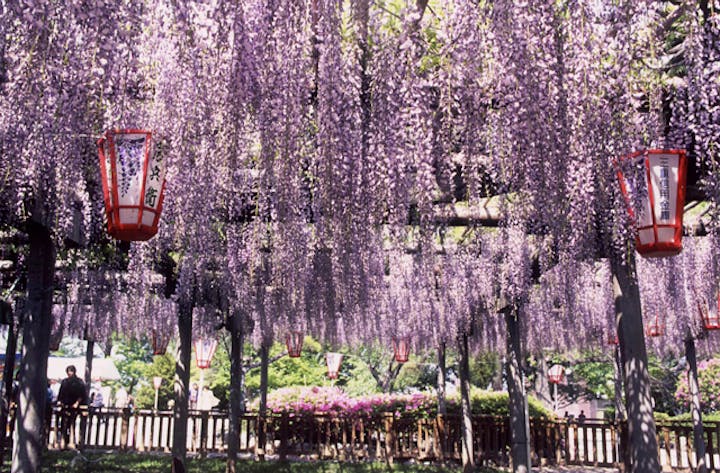 松坂城跡（松阪公園）の藤