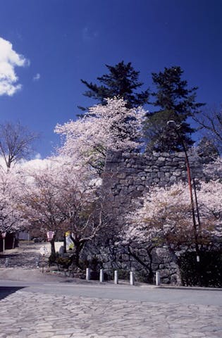 松坂城跡（松阪公園）の桜