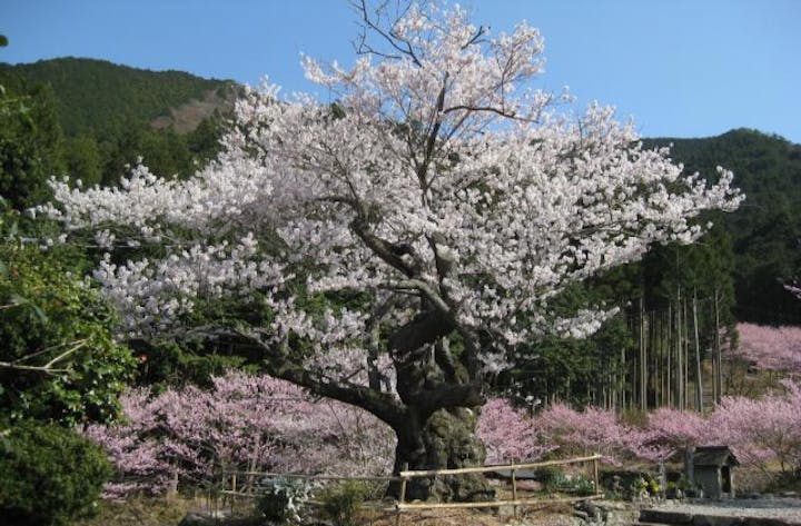 春谷寺エドヒガン桜