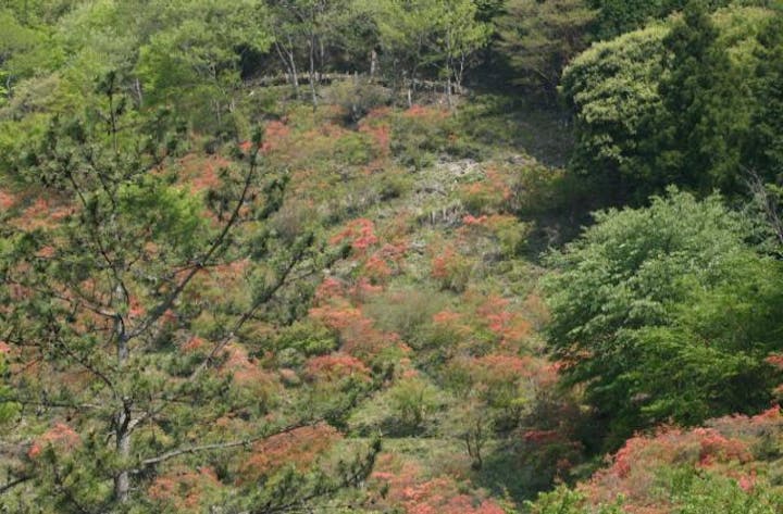 荒滝不動尊のツツジ