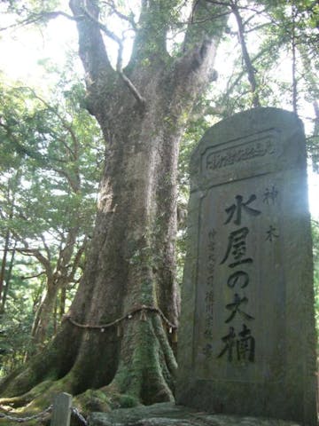 水屋神社の大クス