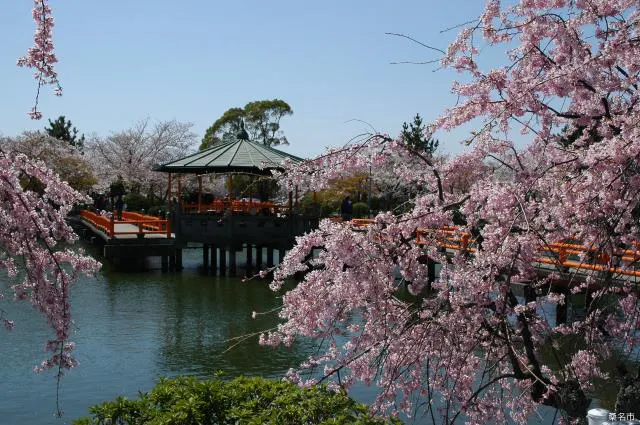 九華公園の桜，つつじ，花菖蒲【アソビュー！】