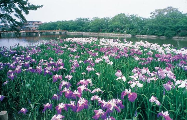 花菖蒲まつり（三重県桑名市）