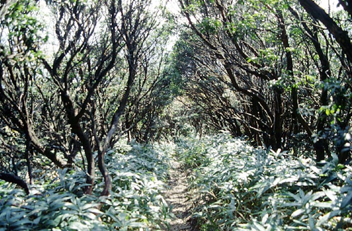 入道ケ岳のイヌツゲ・アセビ群落