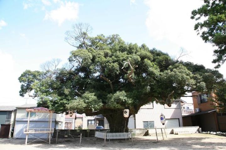 川俣神社のスダジイ
