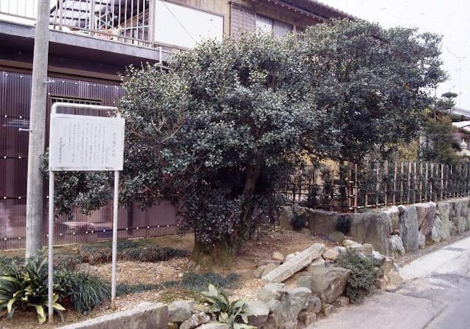 西の城戸のヒイラギ