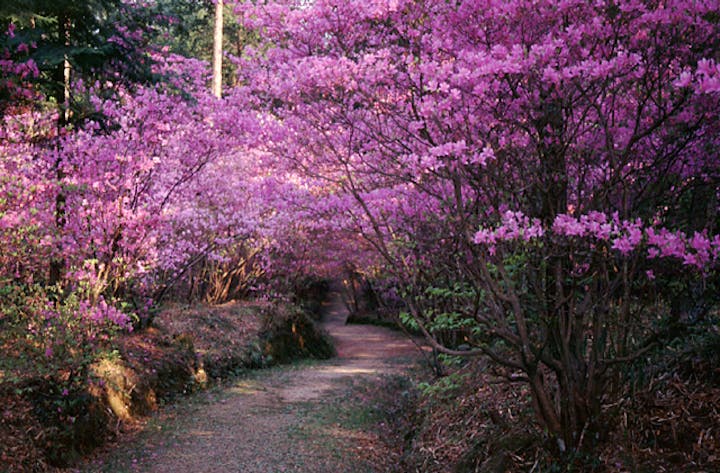 稲生山（伊奈冨神社）のツツジ