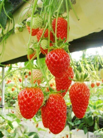 青蓮寺湖観光村いちご狩り