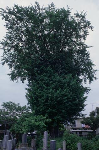 宗英寺のイチョウ