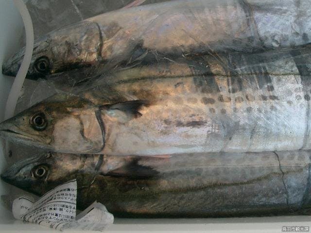 スポットの写真