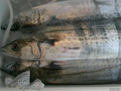 スポットの写真