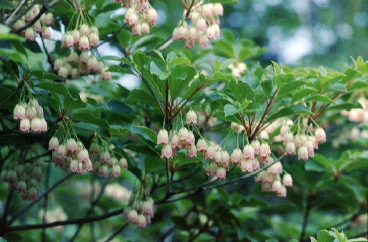 御在所岳のドウダンツツジ