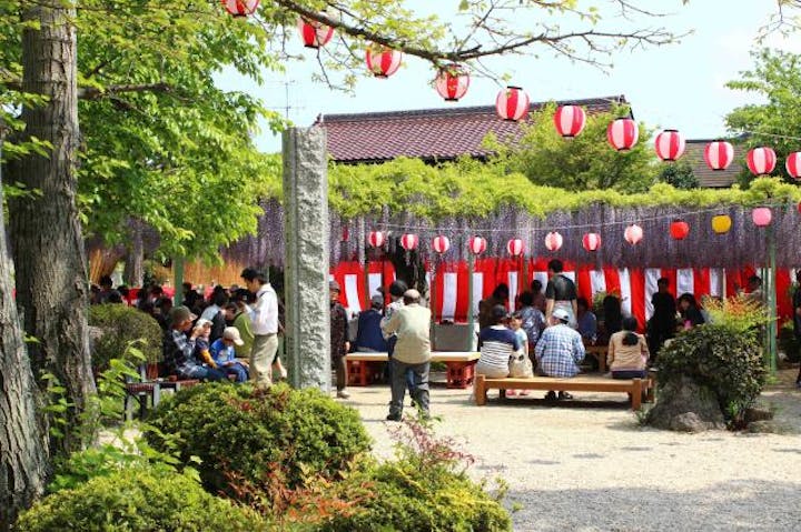 竹成大日堂五百羅漢　藤まつり