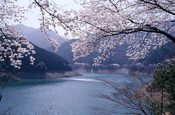 三瀬谷ダム湖の桜