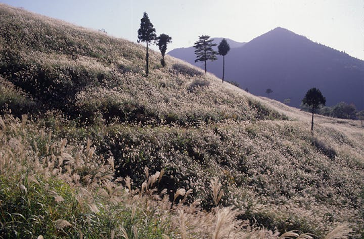 川口の神宮御萱場