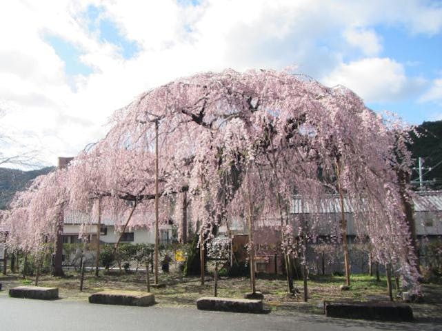 枝垂れ桜