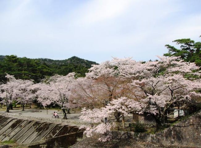 大滝峡自然公園サクラ