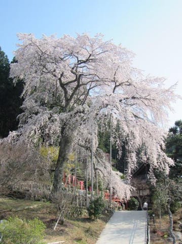 龍祥寺シダレザクラ