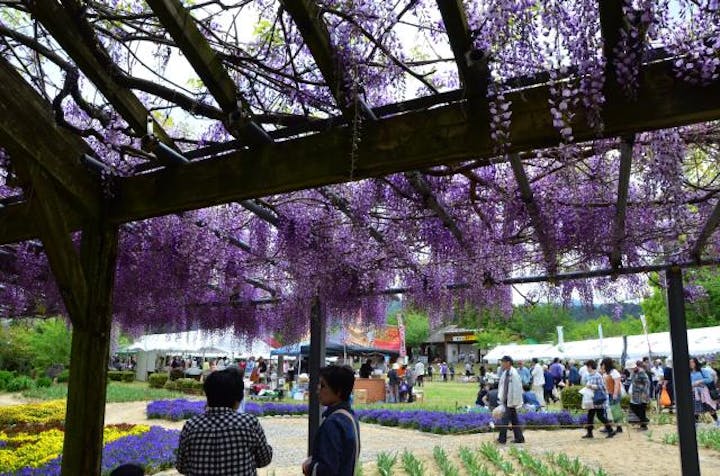 【中止】東作さんと藤まつり