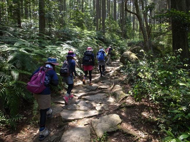 世界遺産熊野古道馬越峠