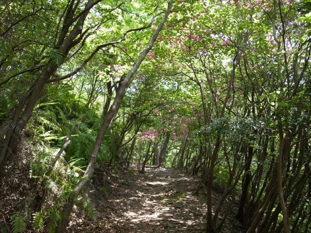 世界遺産熊野古道　荷坂峠