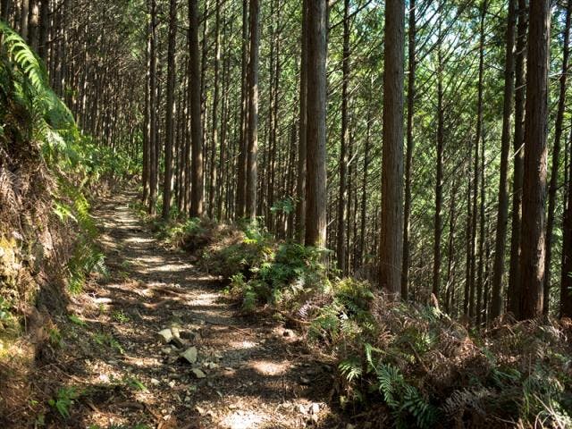 世界遺産熊野古道　三浦峠