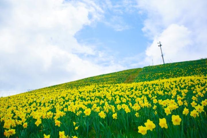 びわ湖バレイの水仙