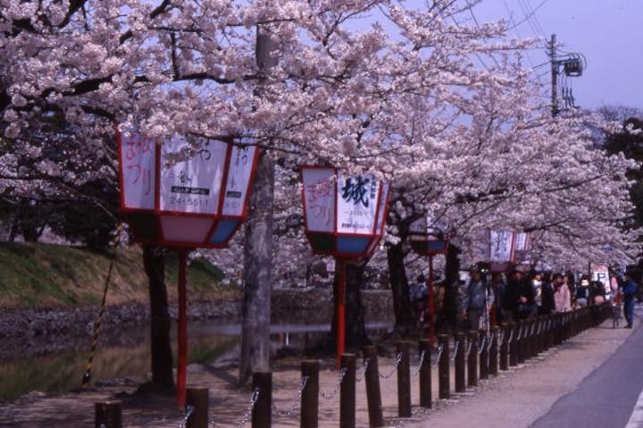 彦根城桜まつり アソビュー