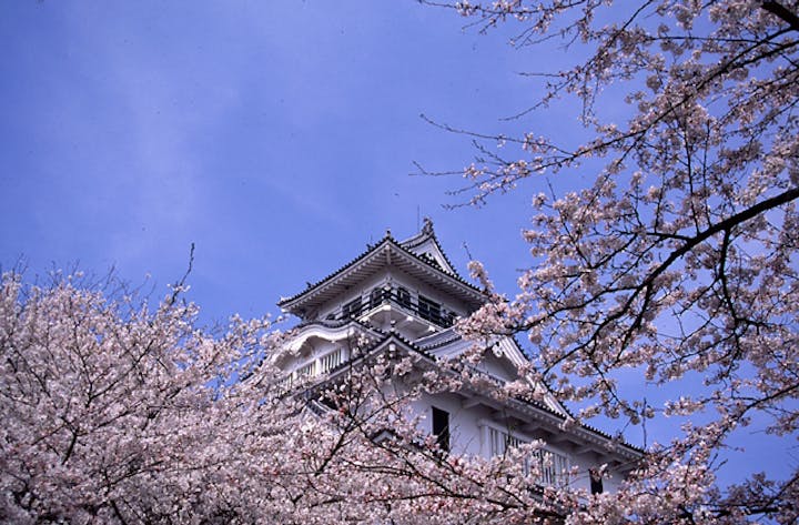 豊公園のさくら