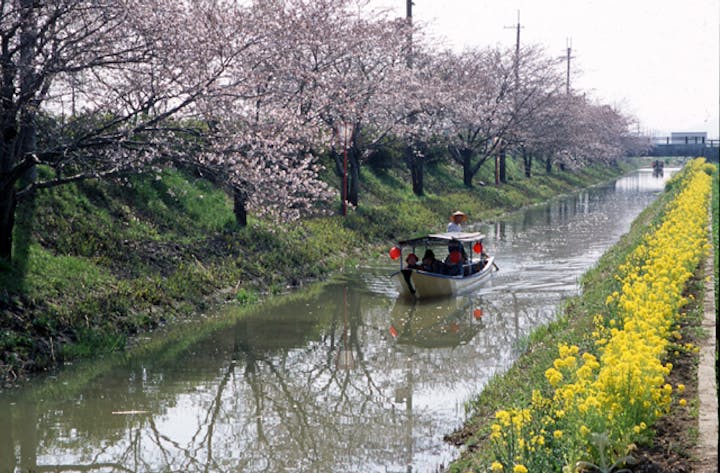 水郷めぐり(近江八幡和船観光協同組合)