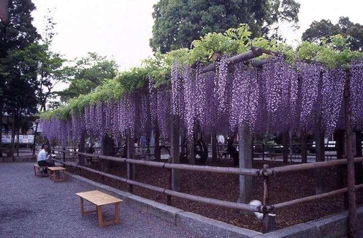 三大神社の砂擦りの藤