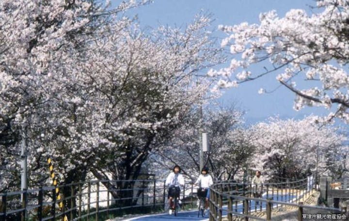 草津川跡地の桜