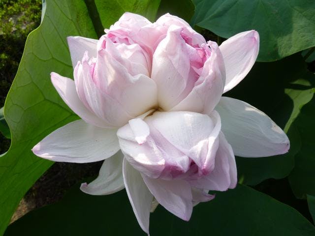 近江妙蓮公園・近江妙蓮資料館