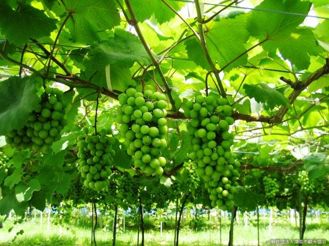 大谷観光ぶどう園