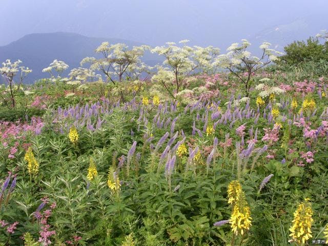 伊吹山高山植物 アソビュー