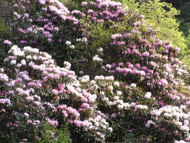 ほんしゃくなげ群落観光【2021年は臨時バスの運行なし】