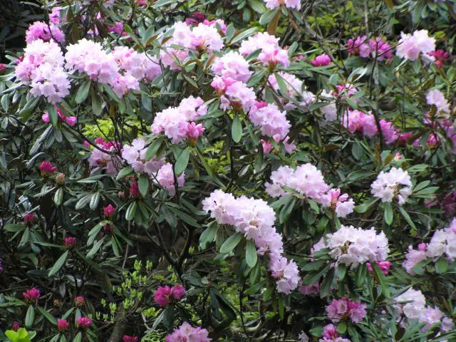 ほんしゃくなげ群落観光 アソビュー