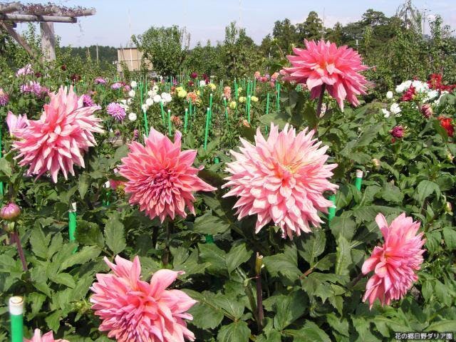 花の郷日野ダリア園