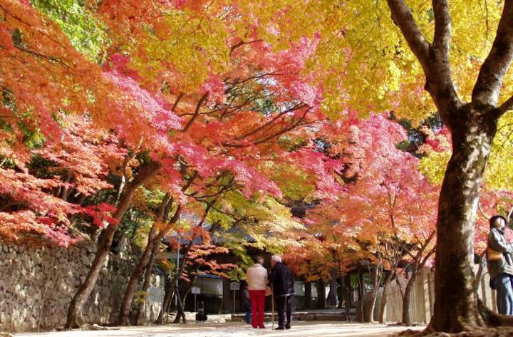 永源寺の紅葉