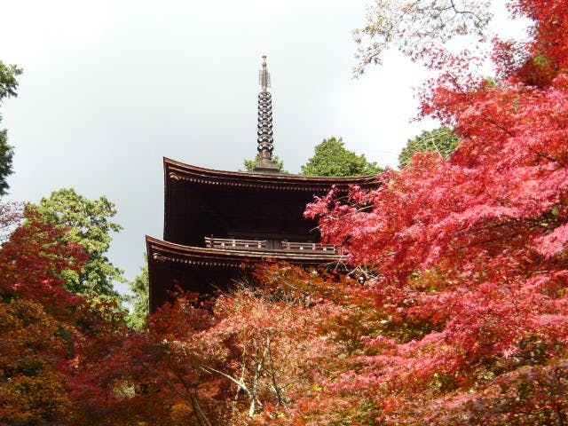 金剛輪寺のもみじなど